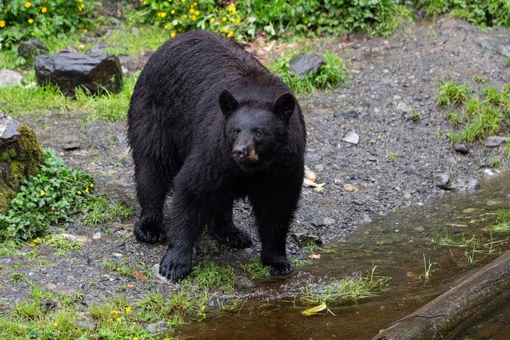 Sitka Historical Highlight Tour