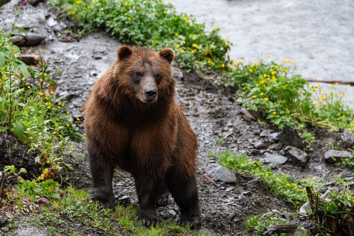 Sitka Historical Highlight Tour
