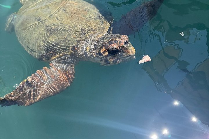 Zakynthos Turtle Tour Small Group Turtle Spotting & Turtle Island