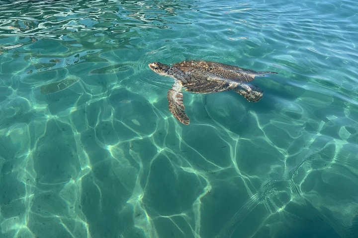 Zakynthos Turtle Tour Small Group Turtle Spotting & Turtle Island