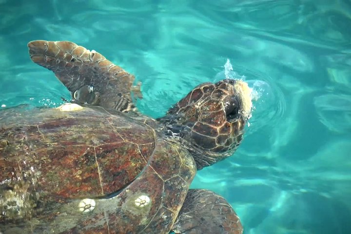 Zakynthos Turtle Tour Small Group Turtle Spotting & Turtle Island