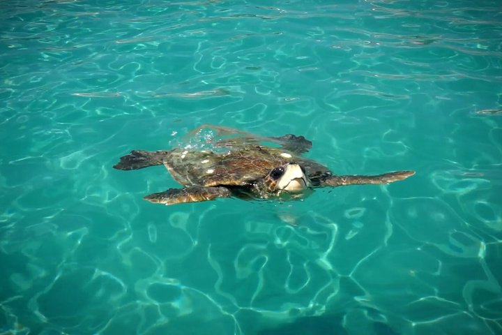 Zakynthos Turtle Tour Small Group Turtle Spotting & Turtle Island