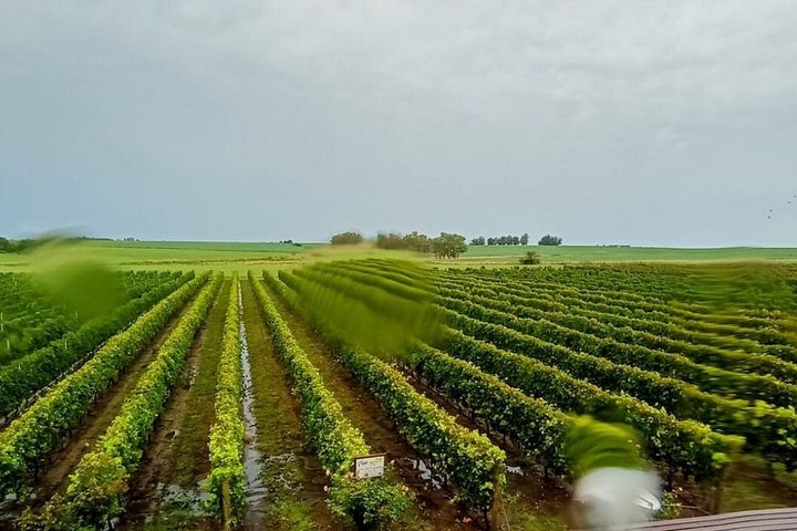 Silex Tours : Wine, History and Culture in Colonia del Sacramento