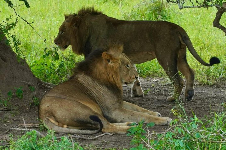 One Day Akagera Wildlife Safari