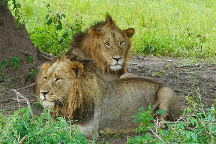 One Day Akagera Wildlife Safari
