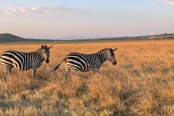 One Day Akagera Wildlife Safari