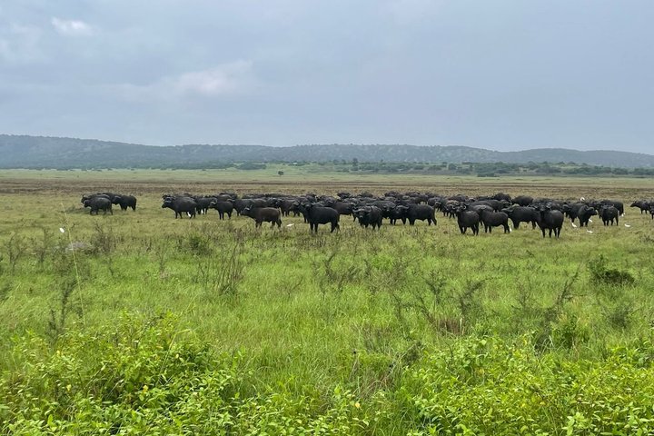 One Day Akagera Wildlife Safari