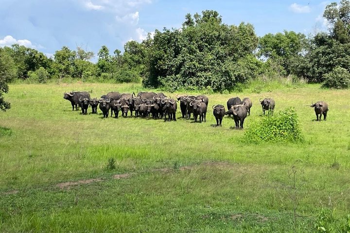 One Day Akagera Wildlife Safari