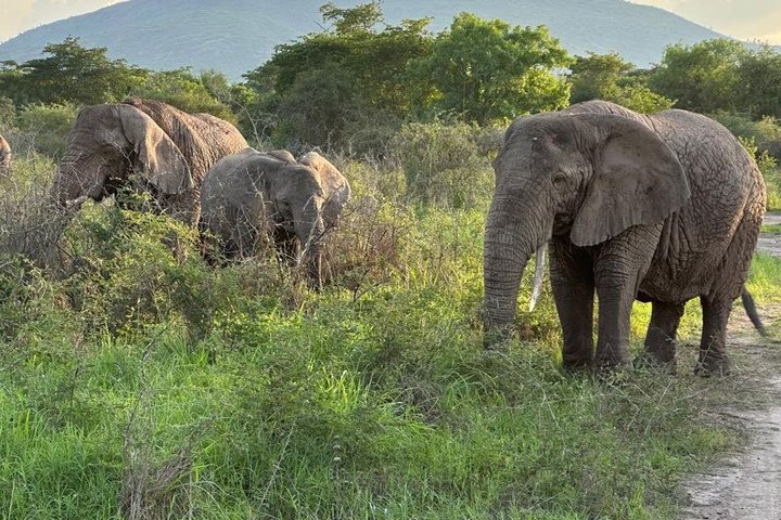 One Day Akagera Wildlife Safari