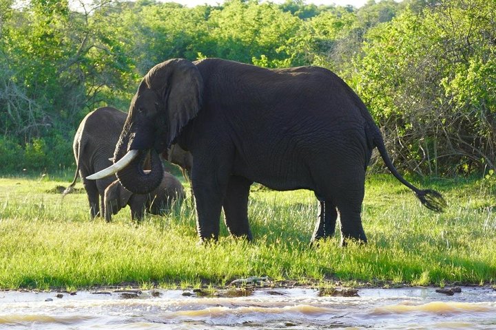 One Day Akagera Wildlife Safari