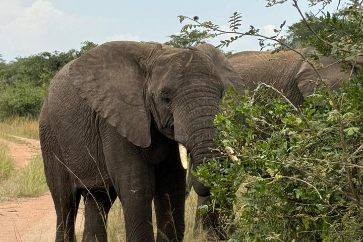 One Day Akagera Wildlife Safari