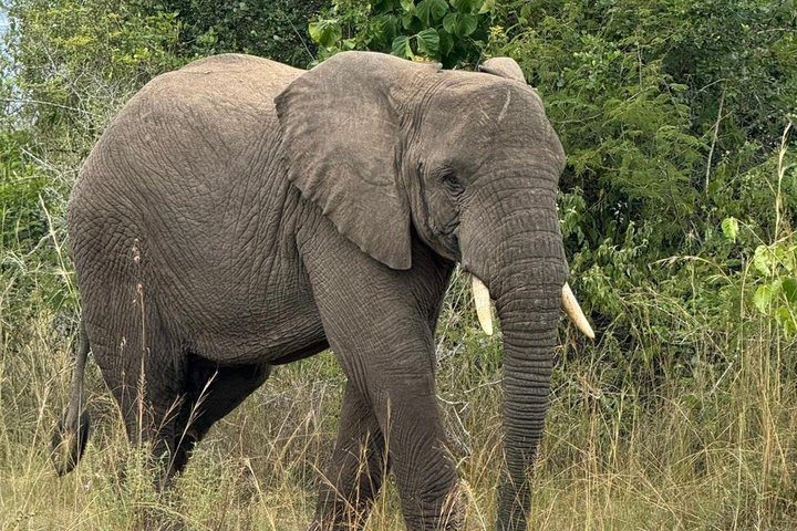 One Day Akagera Wildlife Safari