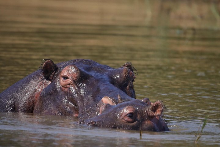 One Day Akagera Wildlife Safari