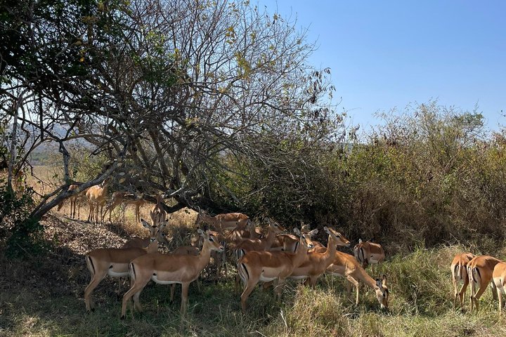 One Day Akagera Wildlife Safari