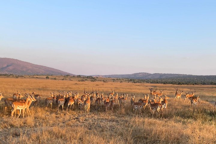 One Day Akagera Wildlife Safari