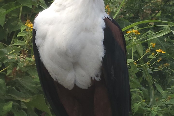 One Day Akagera Wildlife Safari