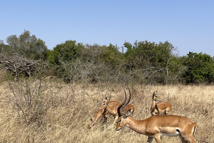 One Day Akagera Wildlife Safari