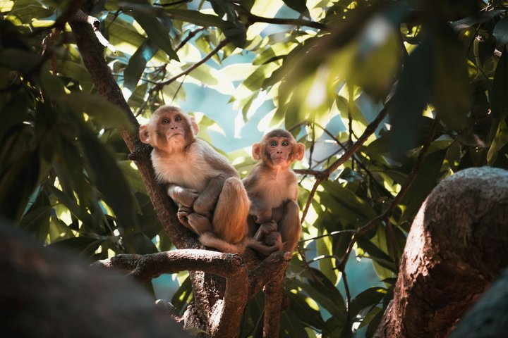 Romantic Pachmarhi Day Tour from Bhopal with Private Car