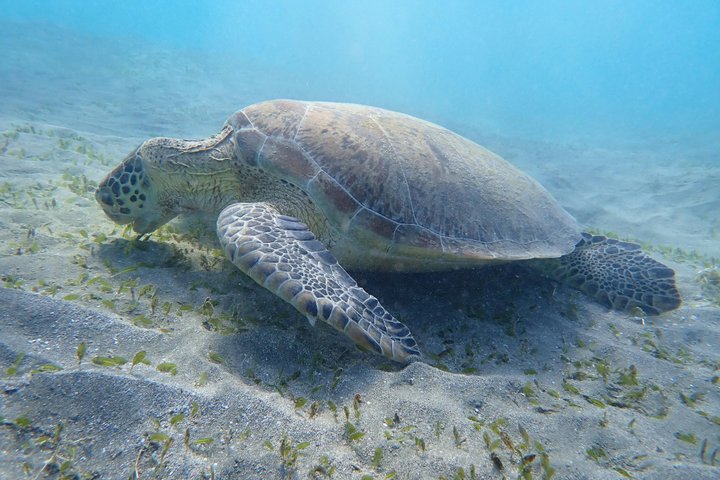 Hurghada: VIP Seafood Yacht to 3 Islands, Dolphins & Snorkeling
