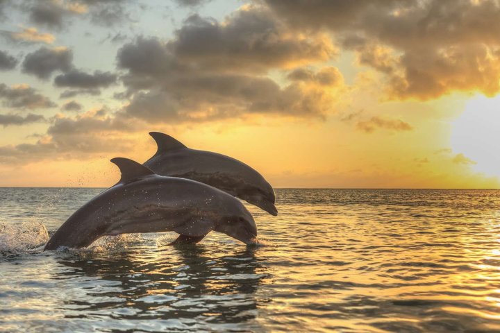 !! Flippers Fun Boat !! Dolphin Adventure Clearwater Beach!