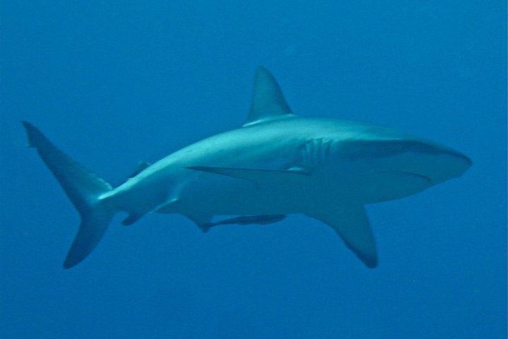 Scuba Diving Adventures in Rangiroa, French Polynesia