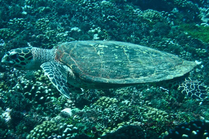 Scuba Diving Adventures in Rangiroa, French Polynesia