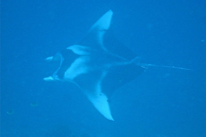 Scuba Diving Adventures in Rangiroa, French Polynesia