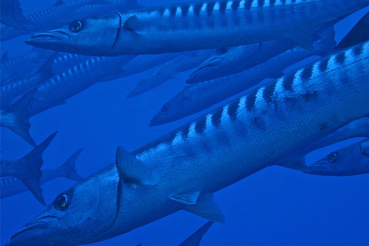 Scuba Diving Adventures in Rangiroa, French Polynesia