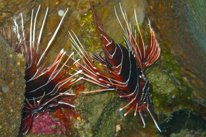 Scuba Diving Adventures in Rangiroa, French Polynesia
