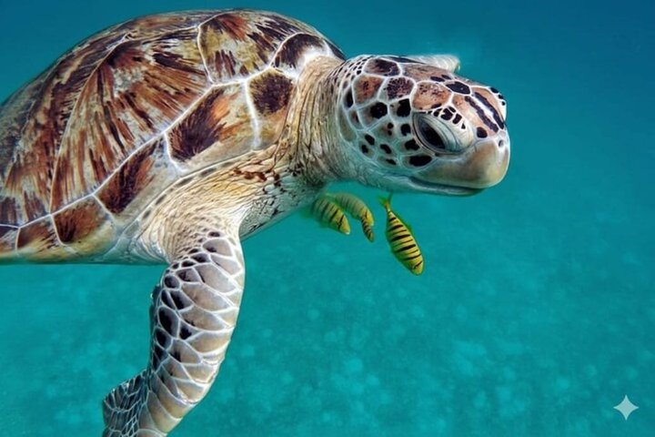 Abu Dabbab Full Day Snorkeling with Turtles & Dugong – Hurghada