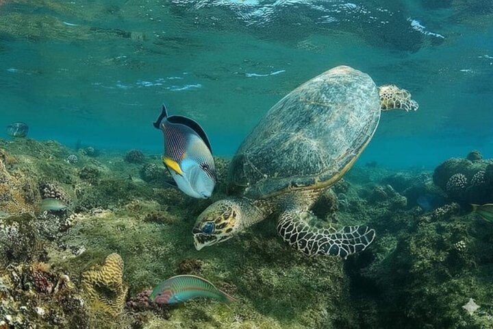 Abu Dabbab Full Day Snorkeling with Turtles & Dugong – Hurghada