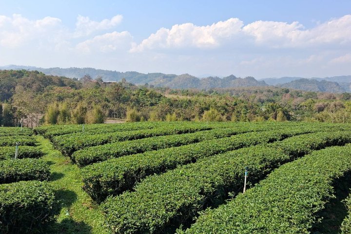 Full Day Group Tour in Chiang Rai