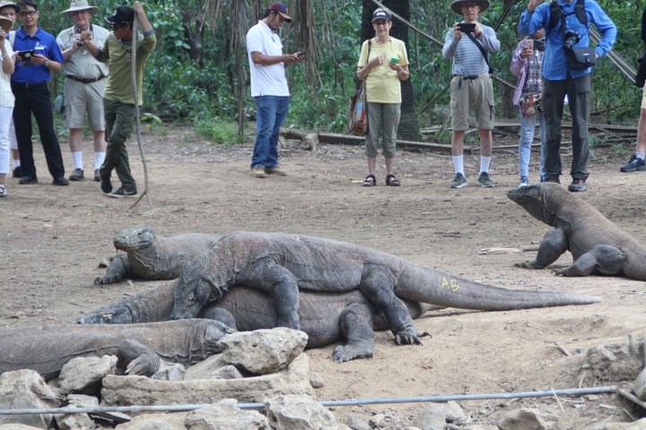 Top Komodo Island Shore Tour for passengers of Cruise Ship