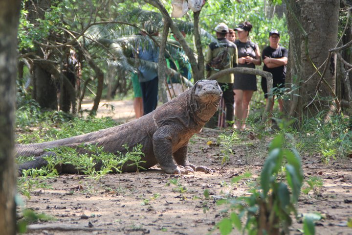 Top Komodo Island Shore Tour for passengers of Cruise Ship