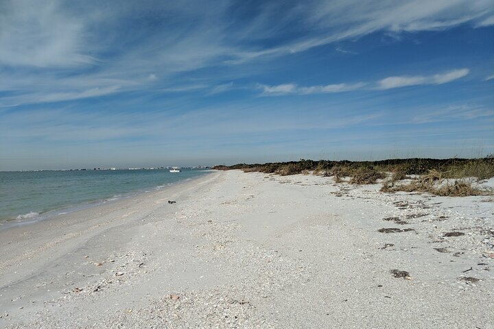 3 Hour Dolphin Snorkeling and Shell Key Adventure St. Pete Beach