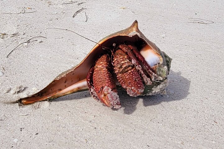 3 Hour Dolphin Snorkeling and Shell Key Adventure St. Pete Beach