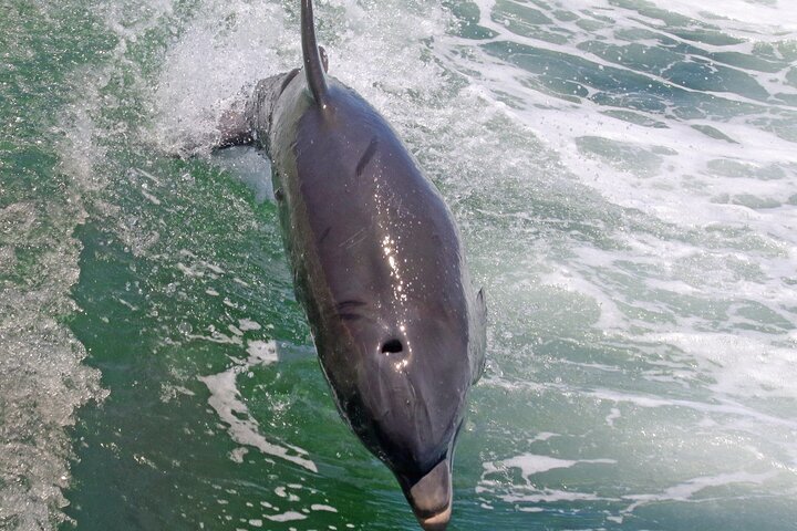 3 Hour Dolphin Snorkeling and Shell Key Adventure St. Pete Beach