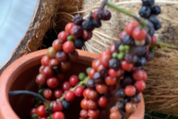 Tea Plantation Tour Village Experience & Cooking Class and Lunch