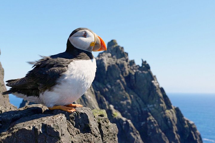 Skellig Michael Seabird Photography Small Group from Kenmare