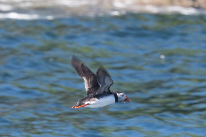 Skellig Michael Seabird Photography Small Group from Kenmare