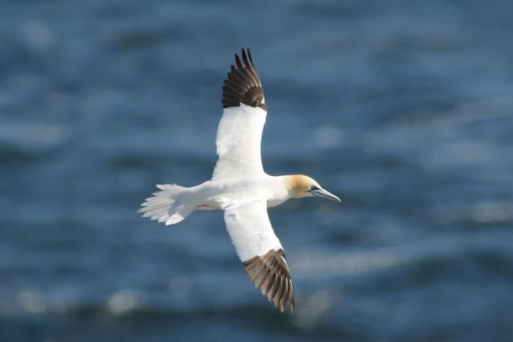 Skellig Michael Seabird Photography Small Group from Kenmare