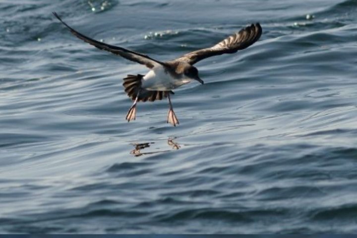 Skellig Michael Seabird Photography Small Group from Kenmare