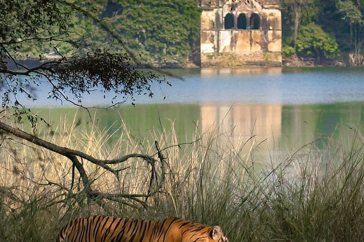 Ranthambore Safari Booking