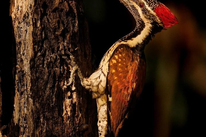 Ranthambore Safari Booking