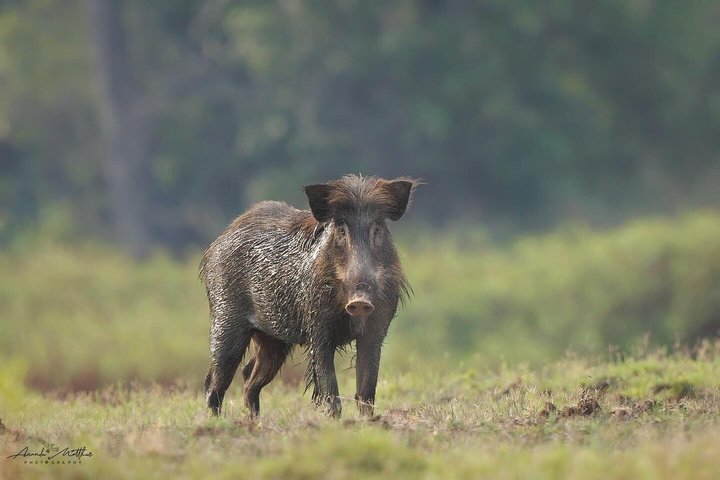 Ranthambore Safari Booking