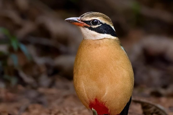 Ranthambore Safari Booking