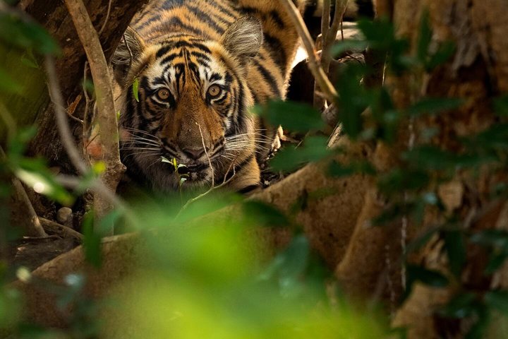 Ranthambore Safari Booking