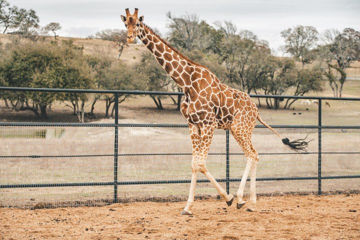 Fredericksburg Safari Tour With Wine Tasting