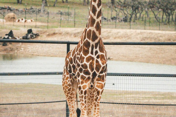 Fredericksburg Safari Tour With Wine Tasting