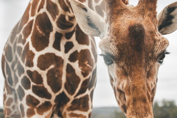 Fredericksburg Safari Tour With Wine Tasting